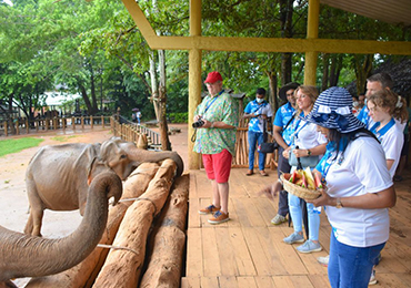 Feeding Elephants at Pinnawala
