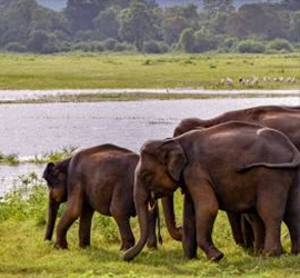 Elephant in Udawalawe